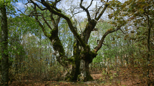 Le temps des forêts